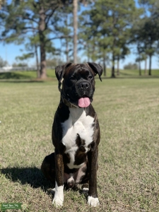 Boxer Reverse Brindle Stud Listing Image