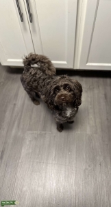 Fluffy Small Mixed-Breed Girl Looking for Mating Partner Listing Image
