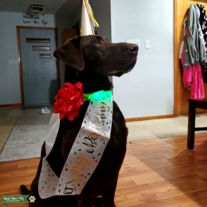Chocolate Male Dilute (d1) Carrier Listing Image