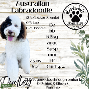 Mini Australian Labradoodle Stud Listing Image