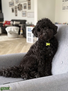 PWD/poodle mix looking for PWD Listing Image