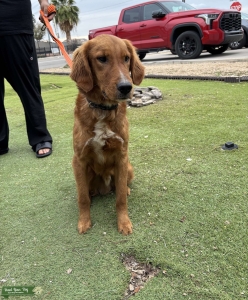 Red male golden retriever up for stud Listing Image