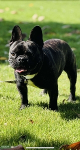  Gucci – AKC Registered Brindle French Bulldog Stud Listing Image