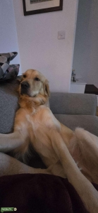 Golden Retriever for Stud Listing Image