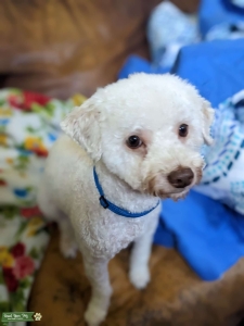 Large, Toy Poodle Listing Image