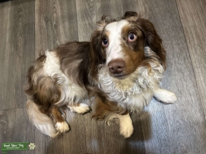 Long-haired dachshund Listing Image