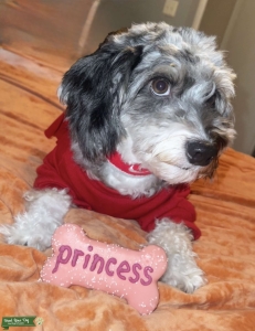 Mini poodle/Aus shepherd soft charcoal and silver  Listing Image