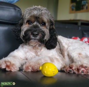 Tricolor/Sable Male Cockapoo looking for a girlfriend  Listing Image