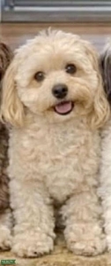 Purebred AKC Reigistered Havanese with Champion Bloodline Listing Image