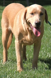 Champagne Labrador Retriever AKC Registered Listing Image