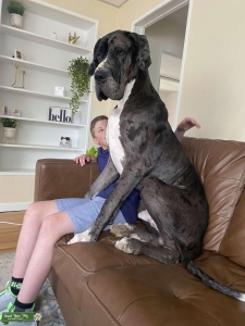 100%euro import Great Dane  Listing Image