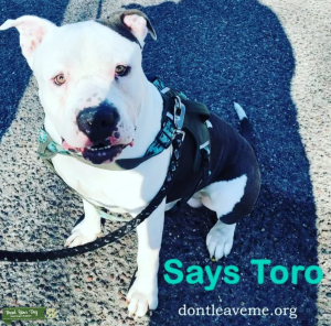 Blue Nose American Bully Listing Image