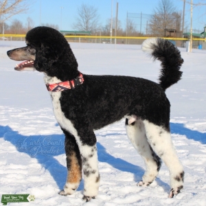 Phantom Tuxedo  Listing Image