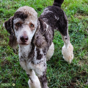 Harlequin Merle  Listing Image