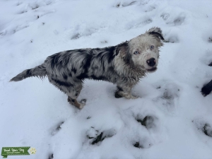 Blue Merle with bright blue eyes Listing Image