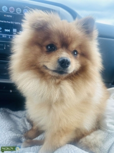 Pomeranian Purebred Stud Listing Image