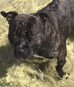 Staffy  Listing Image
