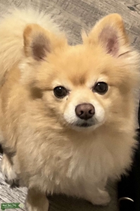 Charlie the Pom Pom! Listing Image