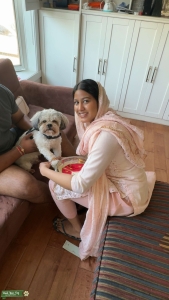 Caramel - Proven-Quality Shih Tzu Stud | Friendly, Health-Focused | Surrey, BC, Canada Listing Image