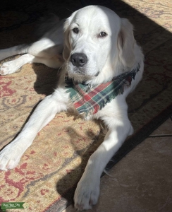 English Cream Golden Retriever Male – Stu Listing Image