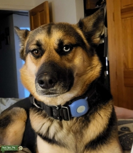 Party eye husky Listing Image