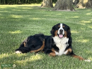 Teddy -stud dog with testing complete - Listing Image