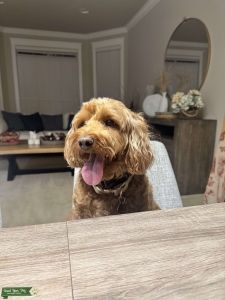 Female Mini-Goldendoodle Looking For a Stud Listing Image