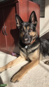 Purebred German Shepherd  Listing Image
