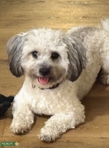 White / gray Coton  Listing Image
