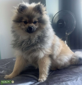 Pomeranian Stud Listing Image