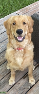 AKC - Golden Bird Hunter Listing Image