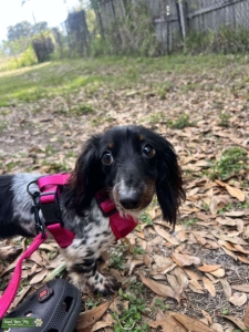 Tri colored dachshund  Listing Image