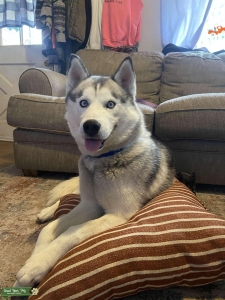 Full blood Siberian Husky Listing Image