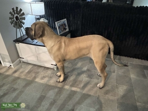 8 month old AKC English Mastiff looking to breed in future  Listing Image