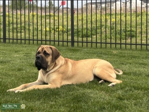 13 month old AKC English Mastiff looking to breed in future  Listing Image