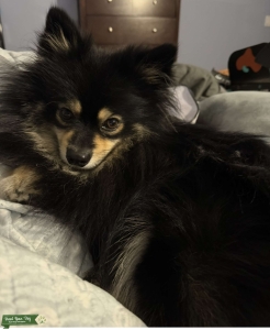 A+ Personality Black & Tan Foxface Silky Pomeranian Stud Listing Image