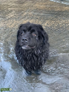  Black Newfoundland  Listing Image