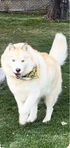Wonderful Male Siberian Husky Stud Available Listing Image
