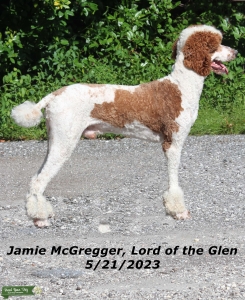 AKC & CKC Royal Standard Parti Poodle Listing Image
