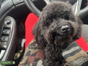 Stud looking to mate to make healthy pups Listing Image