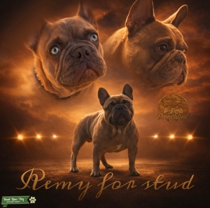 Full bred French bulldog Stud Listing Image