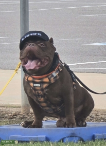 Mr Mojo needs some love Listing Image