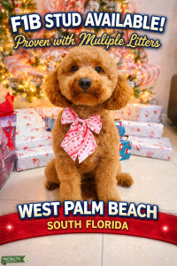 F1B PROVEN Goldendoodle  Listing Image