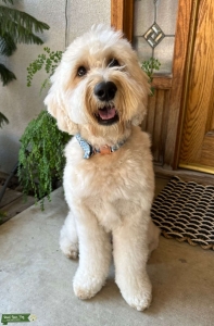 Sweetest F2 Goldendoodle Stud Listing Image