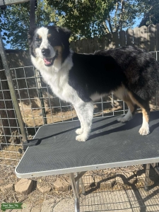 Purebred Tricolor Aussie Listing Image