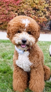 Goldendoodle Stud Available -  F1B, 18 lbs, Proven, Exceptional Genetics  Listing Image