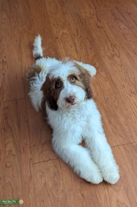 Handsome F1 Springer Doodle Stud, Springer markings (Free to contact), hazel eyes Listing Image