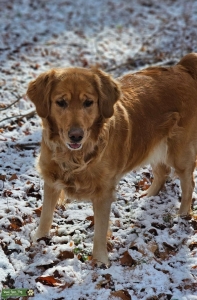 Mayla the Lovely Golden Retriever Listing Image