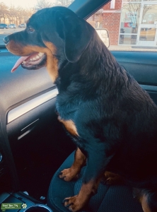 2 Year Old Female - full blood - papered Listing Image