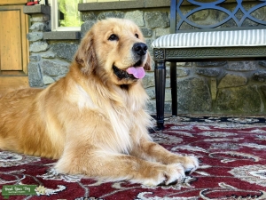 Champion bloodline Golden Retriever Listing Image